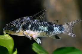 corydoras paleatus.